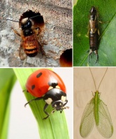 Insectenhotel